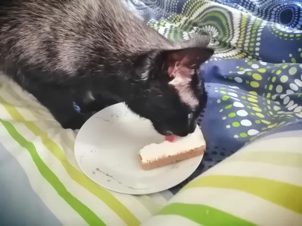 Zaginął kot, Piła, Górne, 18 lutego 2025 (3/5)