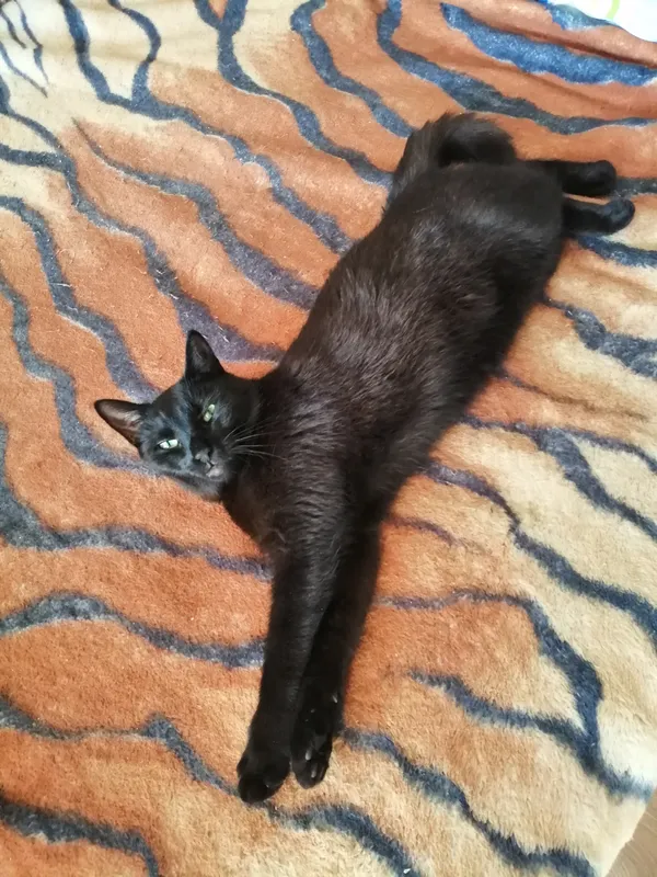 Zaginął kot, Piła, Górne, 18 lutego 2025 (4/5)