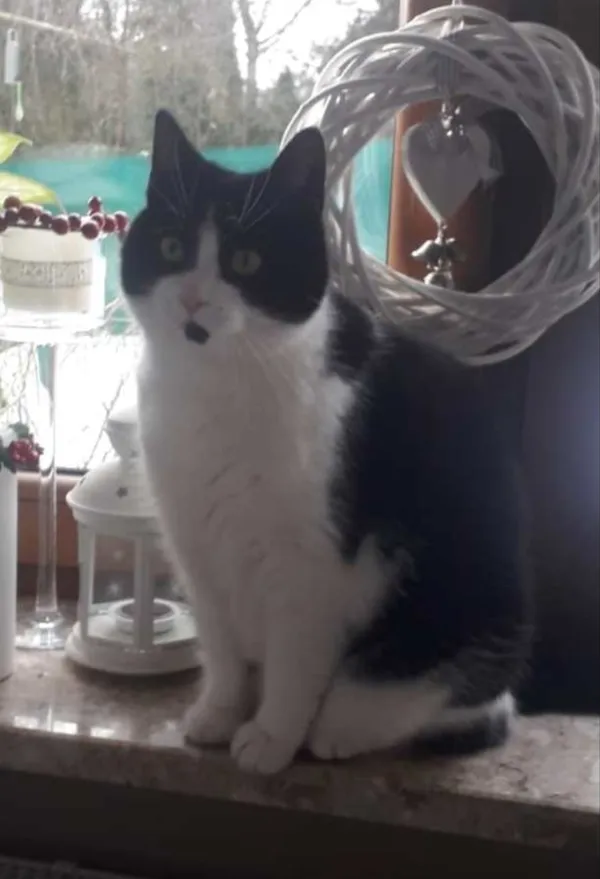 Zaginął kot, Dolaszewo, 18 lutego 2025 (1/2)