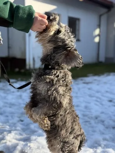 Pies do adopcji, Kraków, 3 lutego 2025 (2/4)