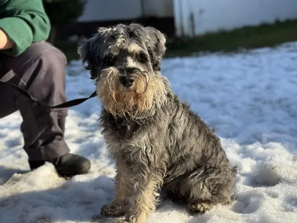 Pies do adopcji, Kraków, 3 lutego 2025 (4/4)