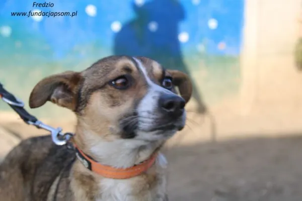 Pies do adopcji, Nowy Dwór Mazowiecki, 18 lutego 2025 (2/4)