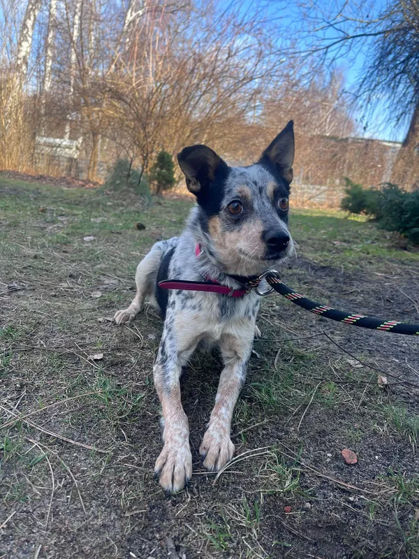 Pies do adopcji, Włocławek, 17 lutego 2025 (1/5)