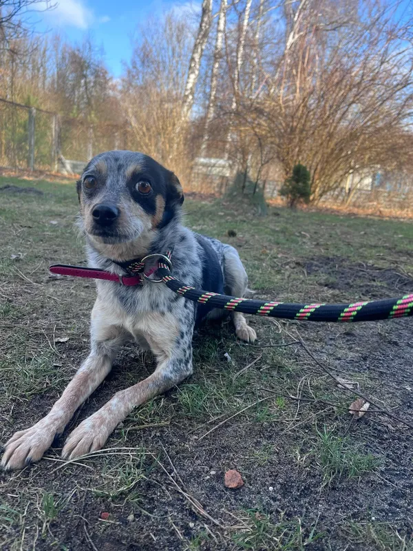 Pies do adopcji, Włocławek, 17 lutego 2025 (3/5)