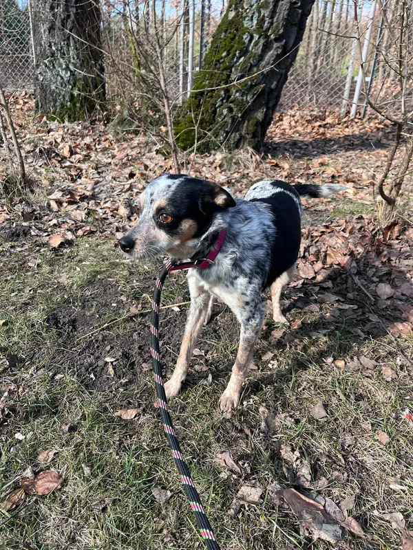 Pies do adopcji, Włocławek, 17 lutego 2025 (4/5)