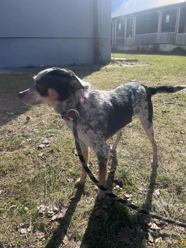 Pies do adopcji, Włocławek, 17 lutego 2025 (5/5)