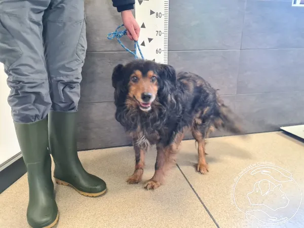 Znaleziono psa, Chełmek, 17 lutego 2025