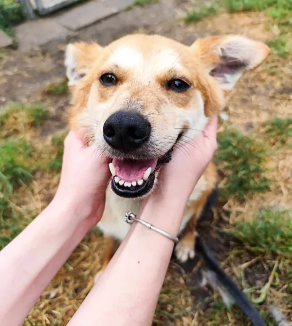 Pies do adopcji, Konin, 30 lipca 2024 (3/3)