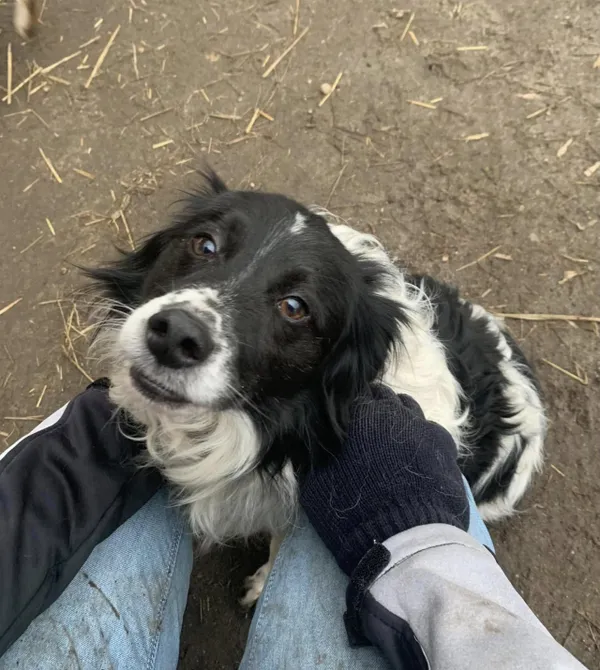 Pies do adopcji, Konin, 30 lipca 2024 (3/3)