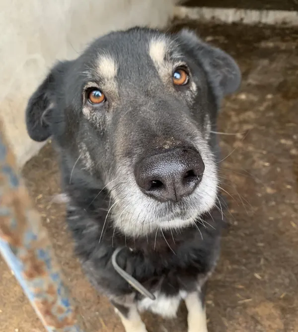 Pies do adopcji, Konin, 13 lipca 2024 (1/2)