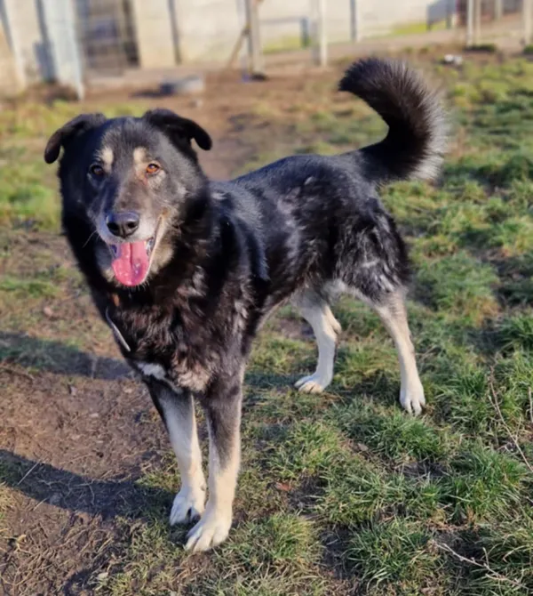 Pies do adopcji, Konin, 13 lipca 2024 (2/2)