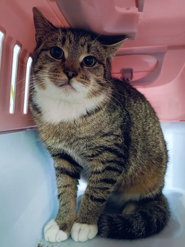 Znaleziono kota, Gdańsk, 17 lutego 2025