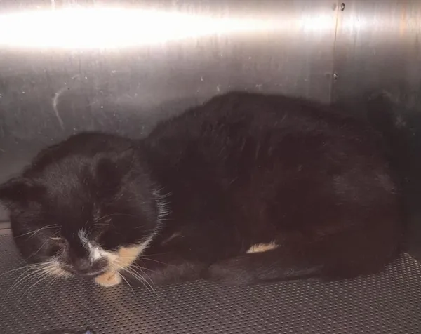 Znaleziono kota, Gdańsk, 14 lutego 2025