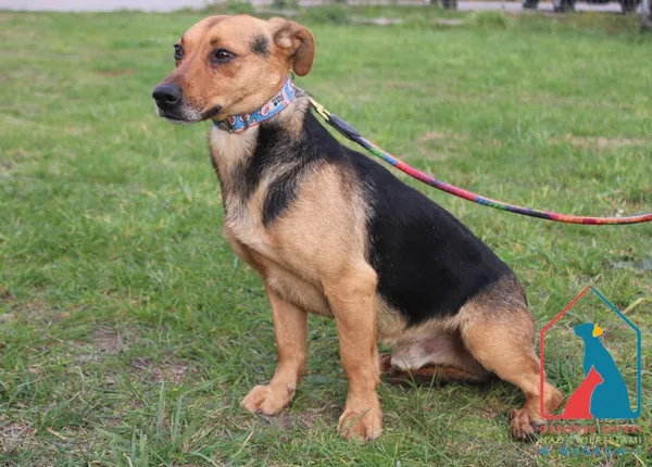 Pies do adopcji, Grudziądz, 24 października 2024