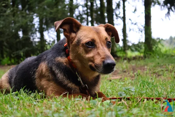 Pies do adopcji, Grudziądz, 24 października 2024 (1/5)