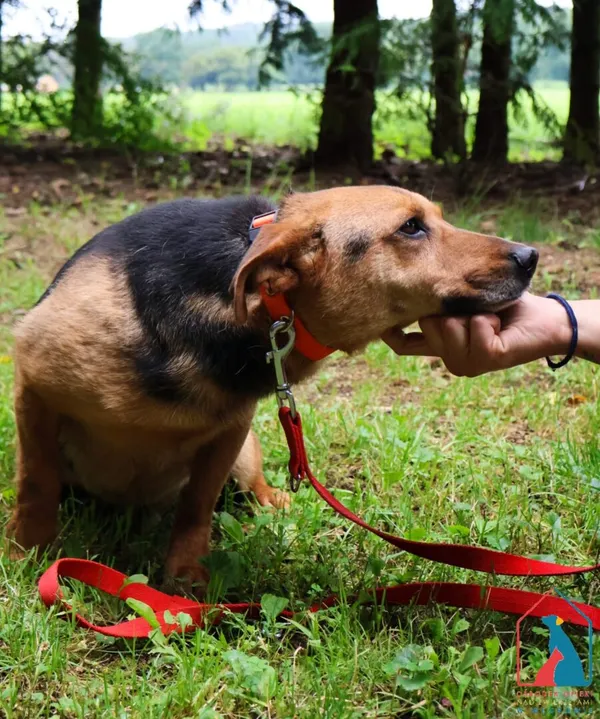 Pies do adopcji, Grudziądz, 24 października 2024 (2/5)