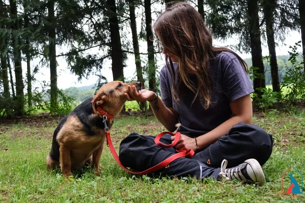 Pies do adopcji, Grudziądz, 24 października 2024 (5/5)