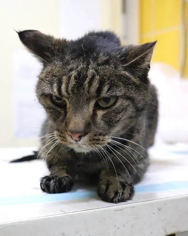 Znaleziono kota, Łódź, 17 lutego 2025 (1/3)