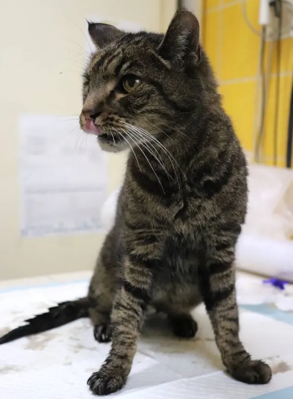 Znaleziono kota, Łódź, 17 lutego 2025 (2/3)