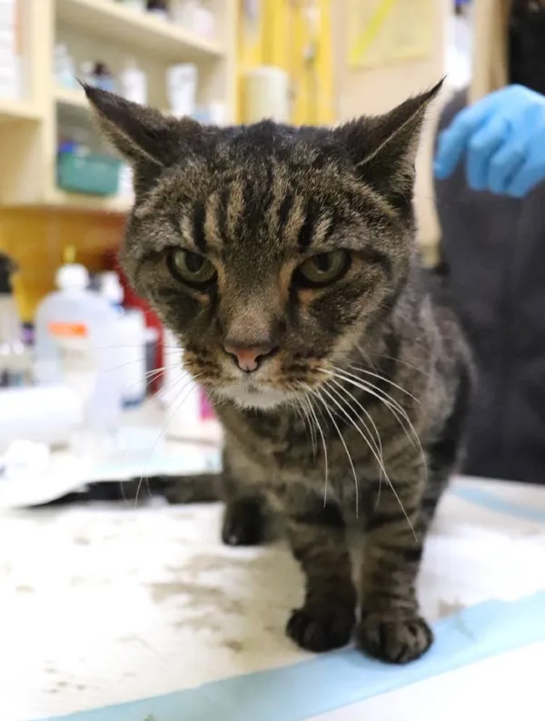 Znaleziono kota, Łódź, 17 lutego 2025 (3/3)