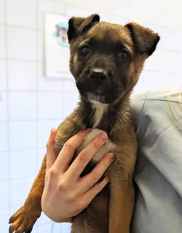 Znaleziono psa, Lublin, 18 lutego 2025