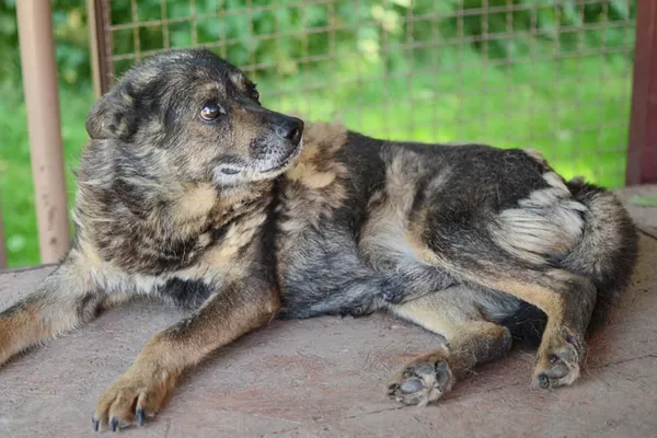 Pies do adopcji, Żary, 25 lipca 2025