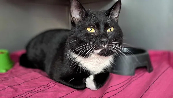 Znaleziono kota, Olsztyn, 15 lutego 2025