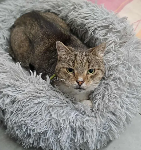 Znaleziono kota, Olsztyn, 13 lutego 2025 (1/2)