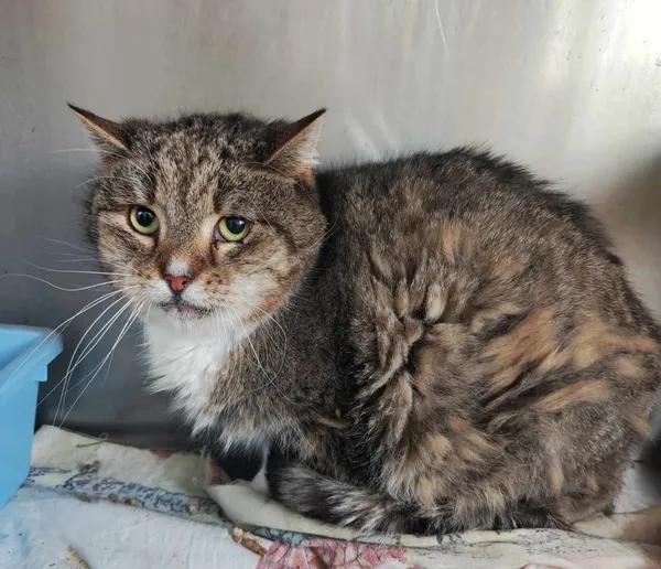 Znaleziono kota, Olsztyn, 13 lutego 2025 (2/2)