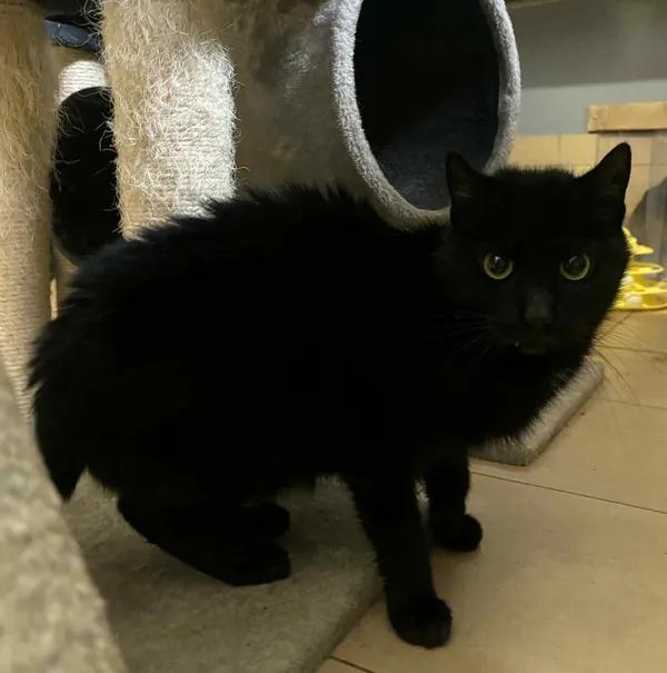 Znaleziono kota, Olsztyn, 13 lutego 2025 (1/2)