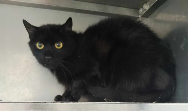 Znaleziono kota, Olsztyn, 13 lutego 2025 (2/2)