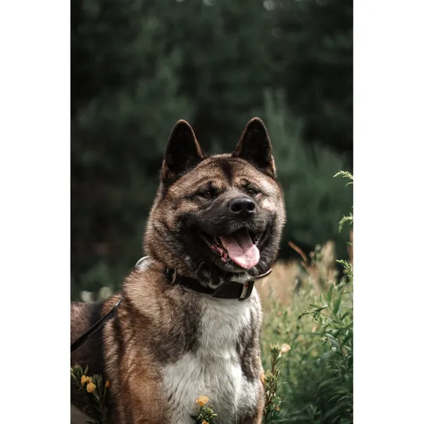 Znaleziono psa, Białystok, 2 lutego 2025 (1/5)