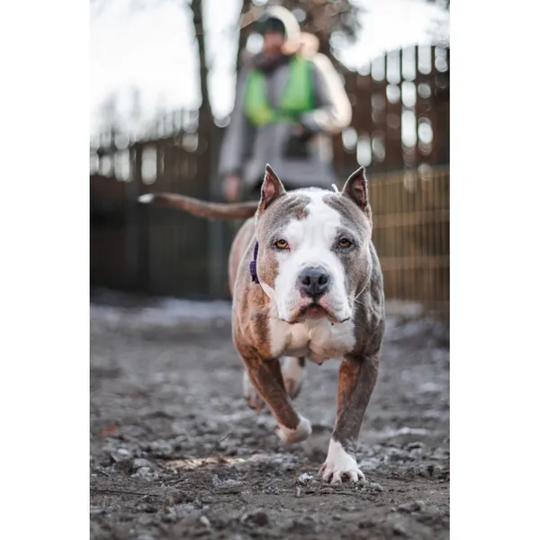 Znaleziono psa, Białystok, 3 lutego 2025 (1/4)