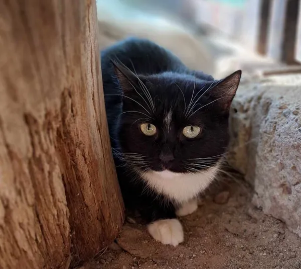 Kot do adopcji, Olsztyn, 21 stycznia 2025 (1/3)