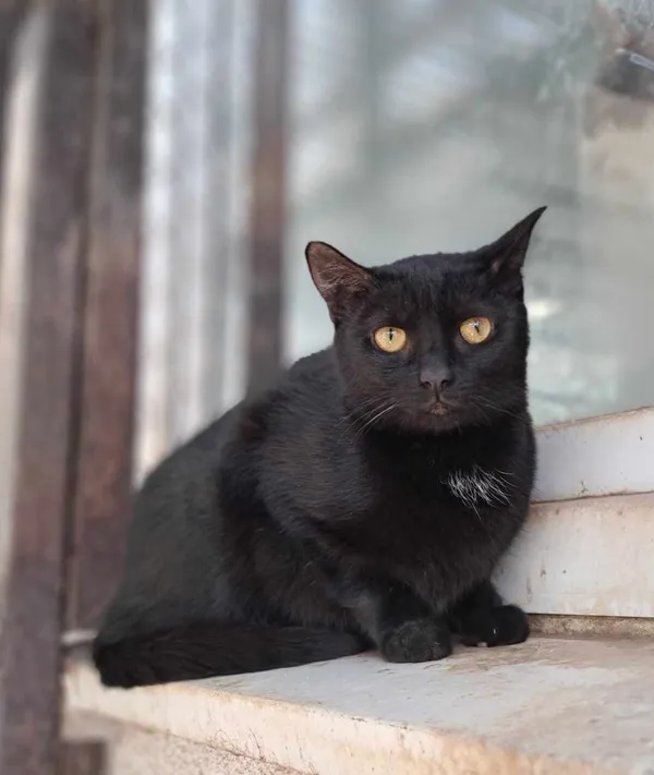 Kot do adopcji, Olsztyn, 21 stycznia 2025 (1/2)