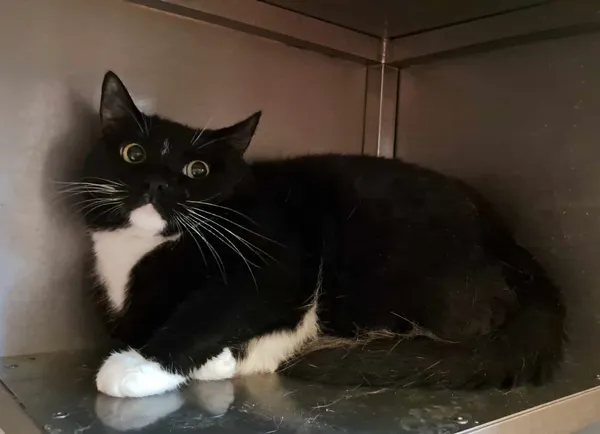 Kot do adopcji, Olsztyn, 21 stycznia 2025 (2/2)