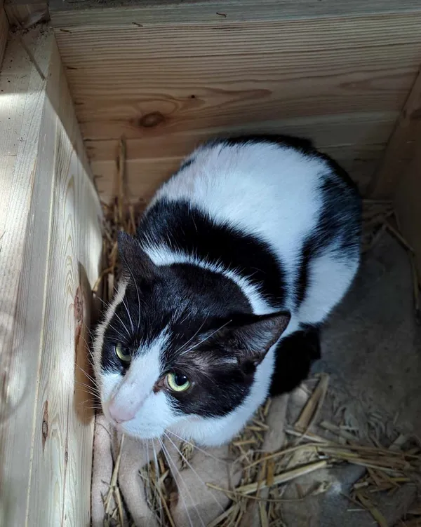 Kot do adopcji, Olsztyn, 21 stycznia 2025 (1/2)