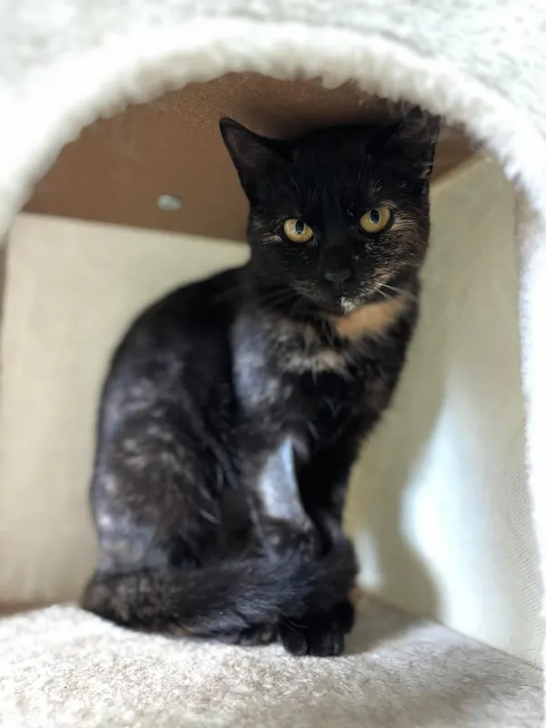 Znaleziono kota, Lublin, 14 lutego 2025