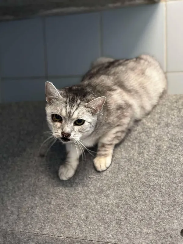 Znaleziono kota, Lublin, 18 lutego 2025