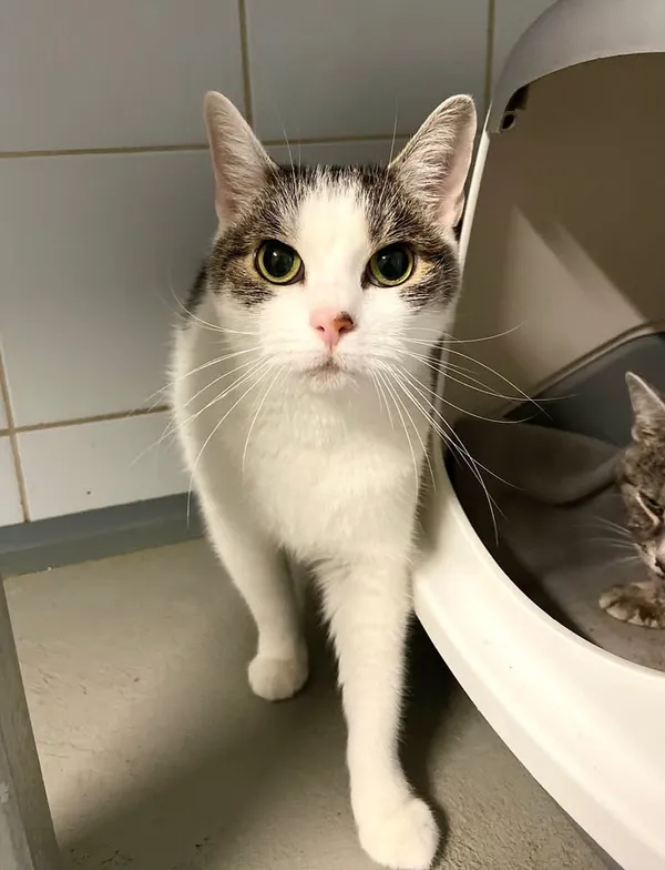 Znaleziono kota, Lublin, 18 lutego 2025