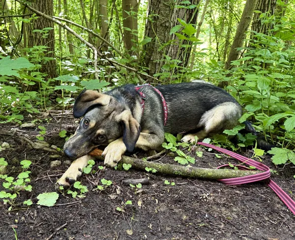 Znaleziono psa, Chojnice, 18 lutego 2025 (3/5)