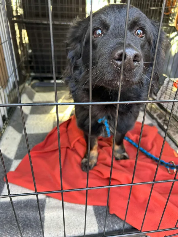 Znaleziono psa, Sosnowiec, 18 lutego 2025 (2/2)