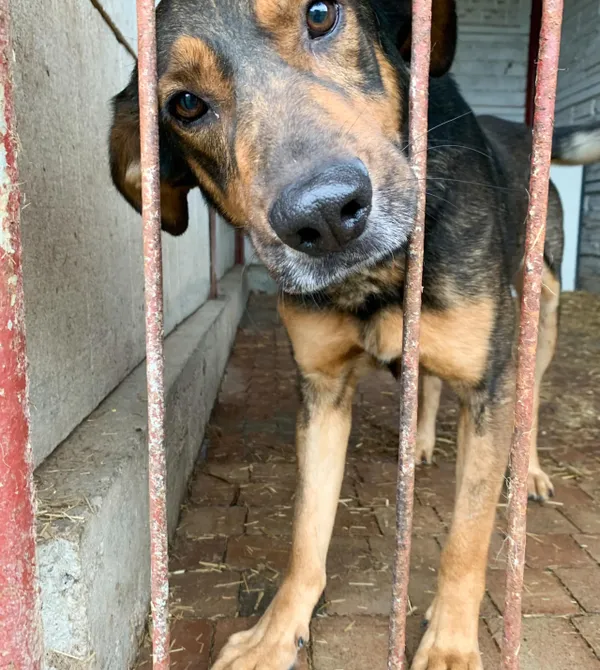 Pies do adopcji, Konin, 16 sierpnia 2024