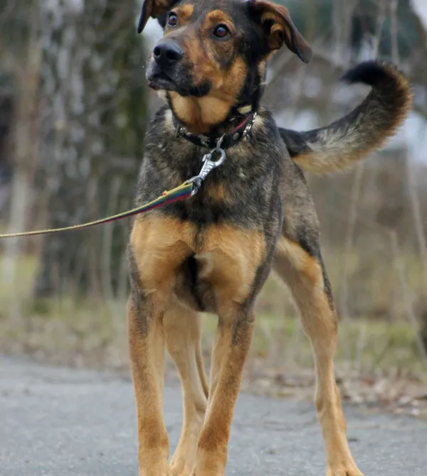 Pies do adopcji, Konin, 16 sierpnia 2024 (1/3)