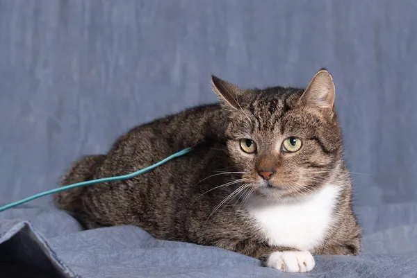 Kot do adopcji, Gdańsk, 18 lutego 2025