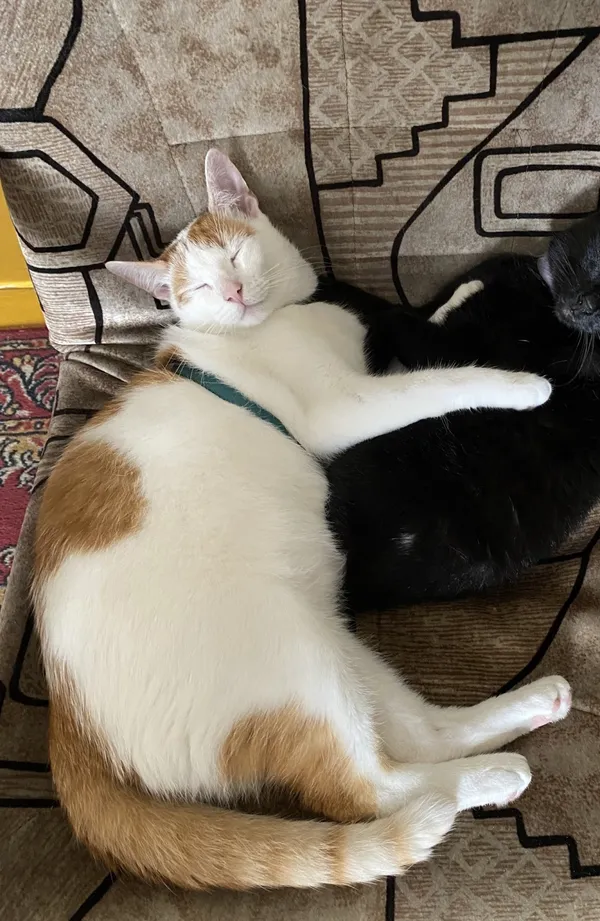 Zaginął kot, Łódź, 18 lutego 2025