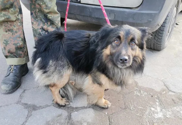 Znaleziono psa, Toruń, 15 lutego 2025