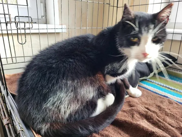 Znaleziono kota, Toruń, 14 lutego 2025