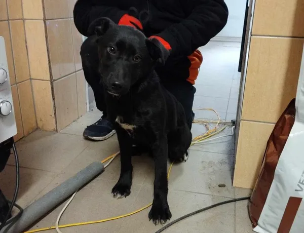 Znaleziono psa, Toruń, 14 lutego 2025