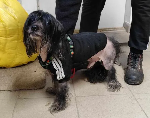 Znaleziono psa, Toruń, 13 lutego 2025